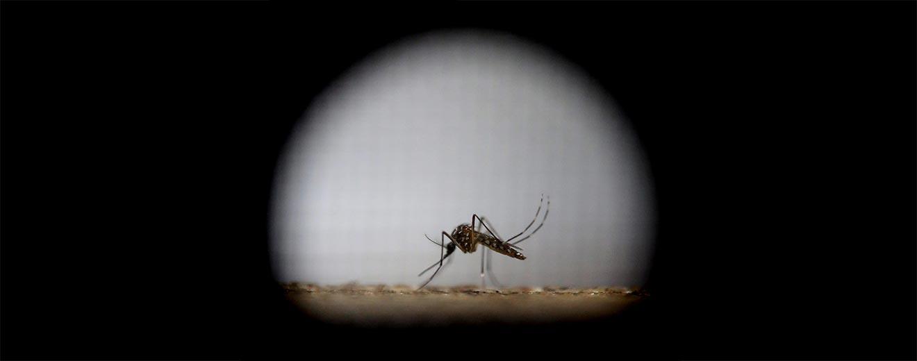 Zika: all you need to know