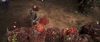 Aceite de palma: Marcas globales se benefician de trabajo infantil y forzoso