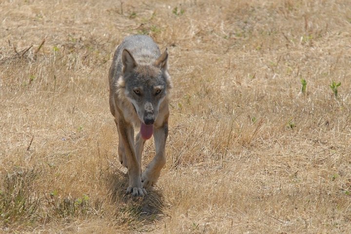 L’Italie hésite : faut-il commencer à abattre des loups ?