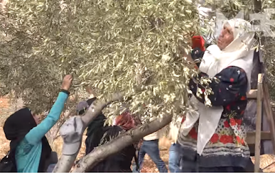 PALESTINA. “Con la raccolta delle olive, ritornano gli attacchi dei coloni”